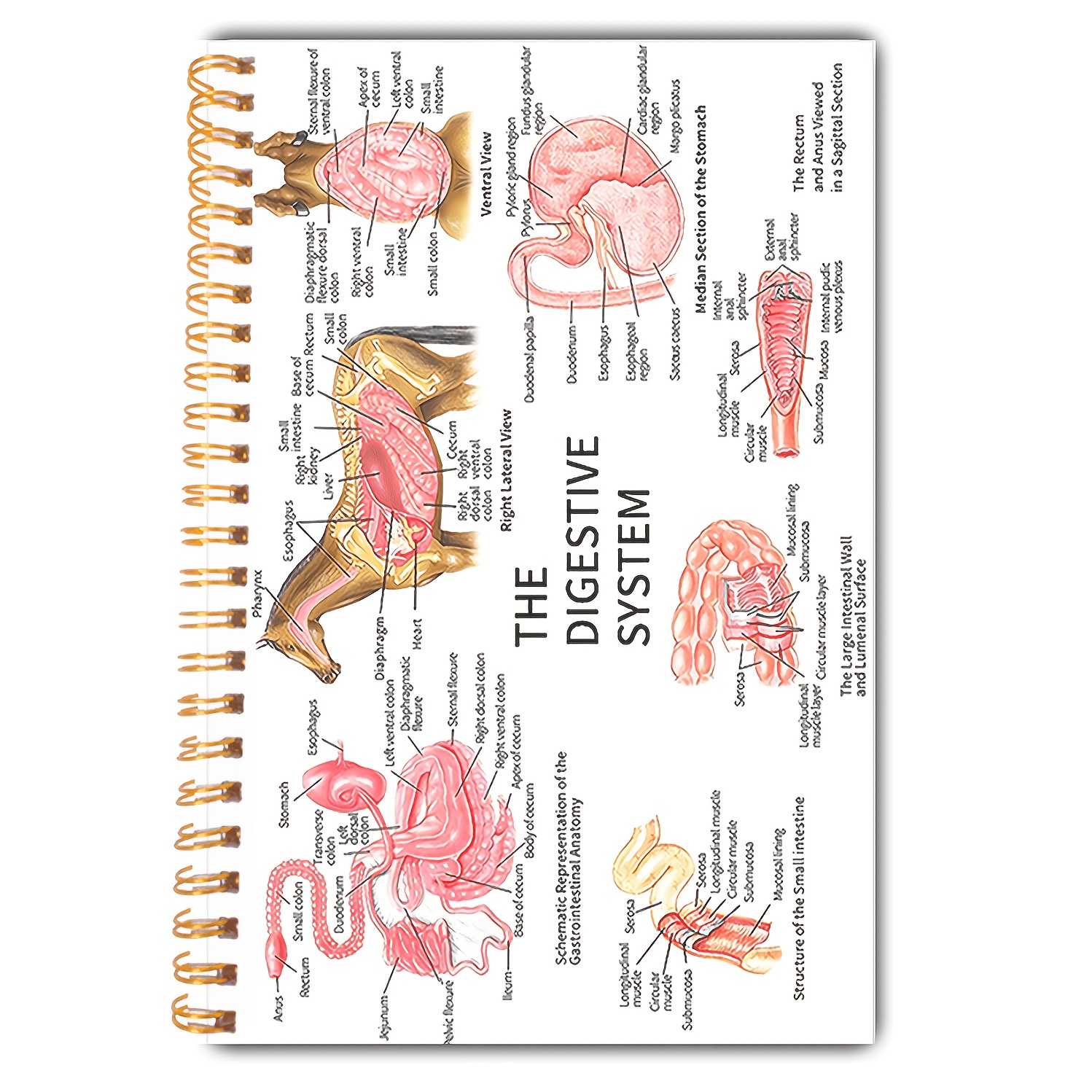 TEMU Cahier de médecine équine - Cahier de schémas du système digestif à spirale, 5,5 x 8,3 pouces, double face, 50 pages, détaillées des organes