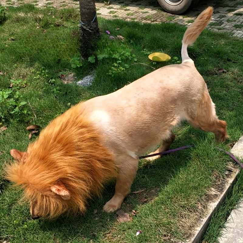 golden retriever dressed as a lion Lion Dog Costume – DoggoComfy main image 0