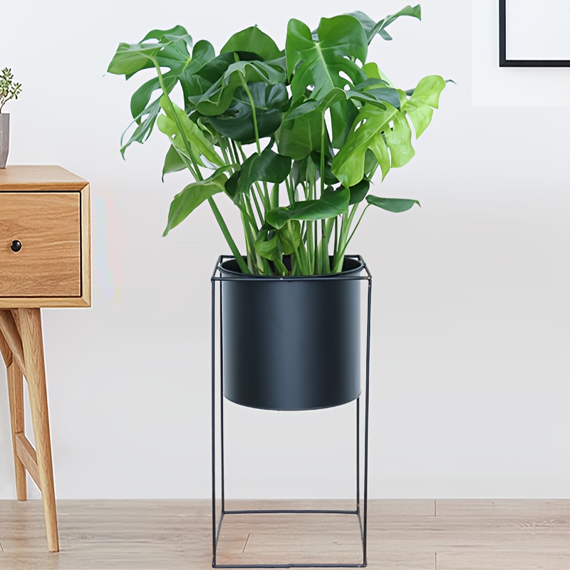 teepflanze zimmerpflanze Camellia sinensis var. sinensis