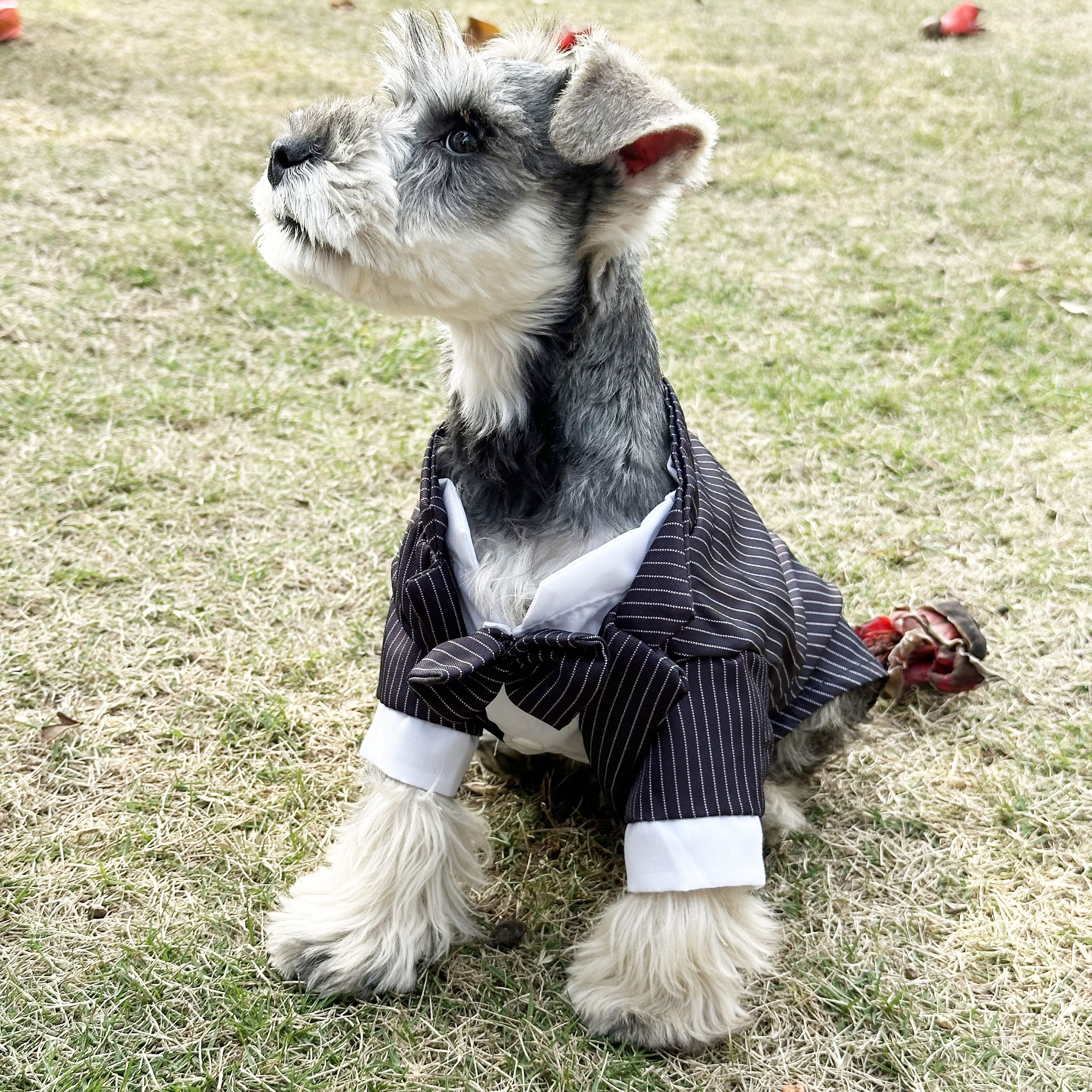 dog wedding dress small dog formal tuxedo festival Temu Japan
