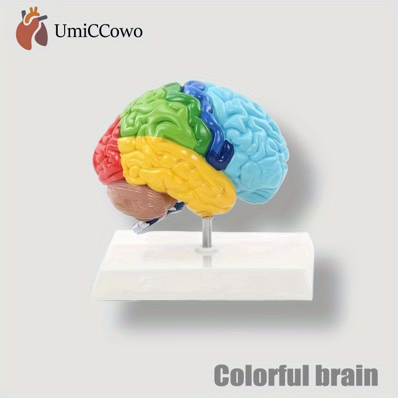 Anatomical Models Factory Life-Size Human Brain Model With Detailed Arteries - Precision