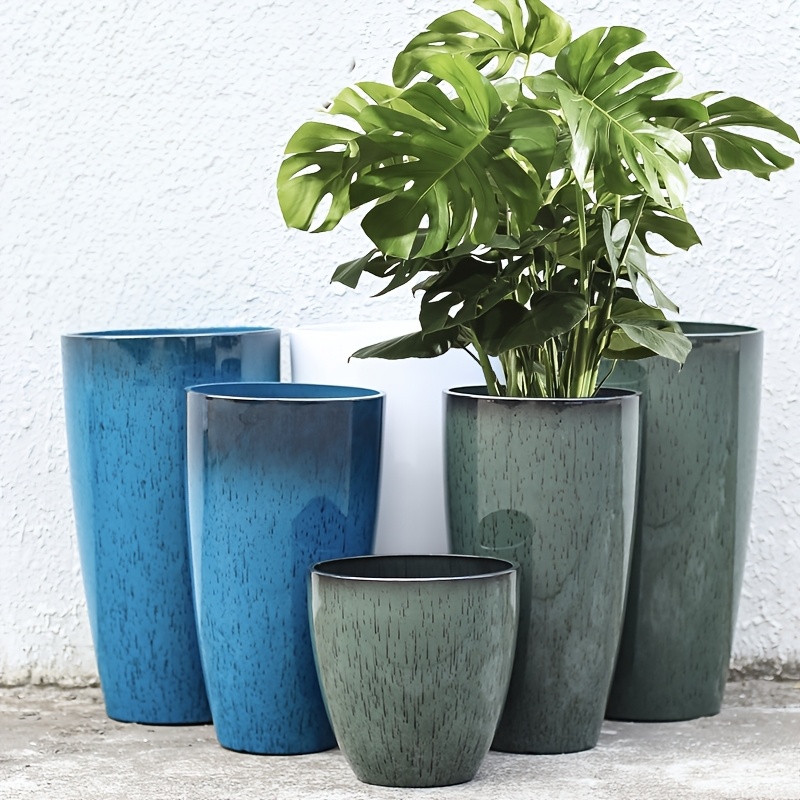 money tree buy Money Tree for Sale - Easy to Maintain House Plant - 1 Gallon
