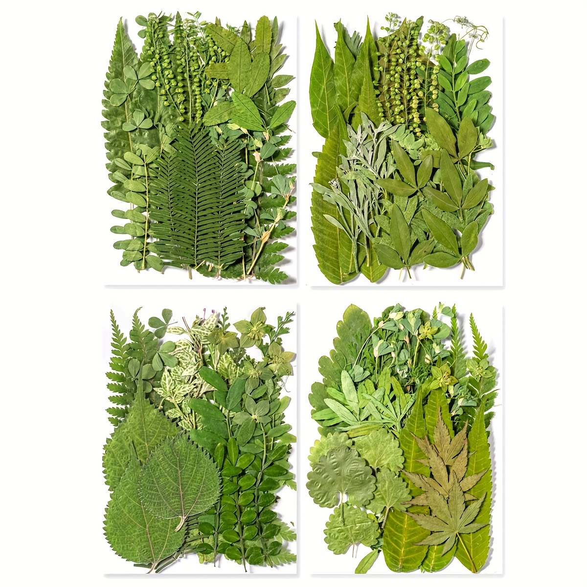 TEMU Ensemble de 145 fleurs et feuilles séchées colorées - Un kit de bricolage sur le thème de la nature pour les , les coques de téléphone, les