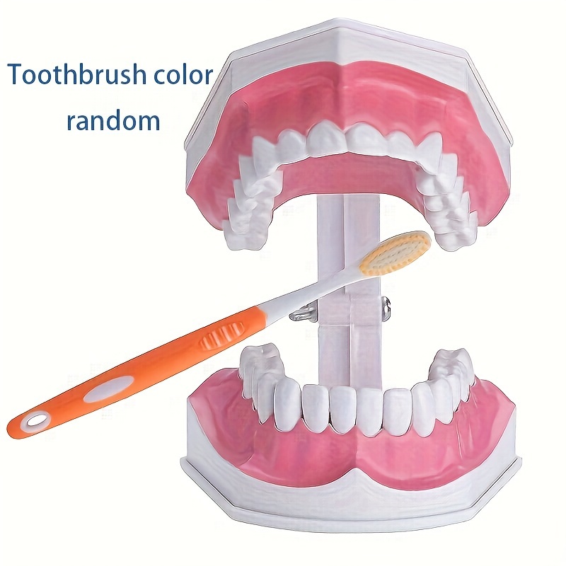 Image of 2x Demonstration Model Standard Brushing Teaching Research Model (with Random Color Toothbrush) Oral Medicine Oral Medicine Education Tool