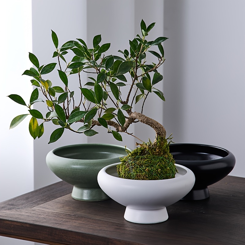 tpfe fr bonsai: kostenloser Versand innerhalb von 90 Tagen  Temu