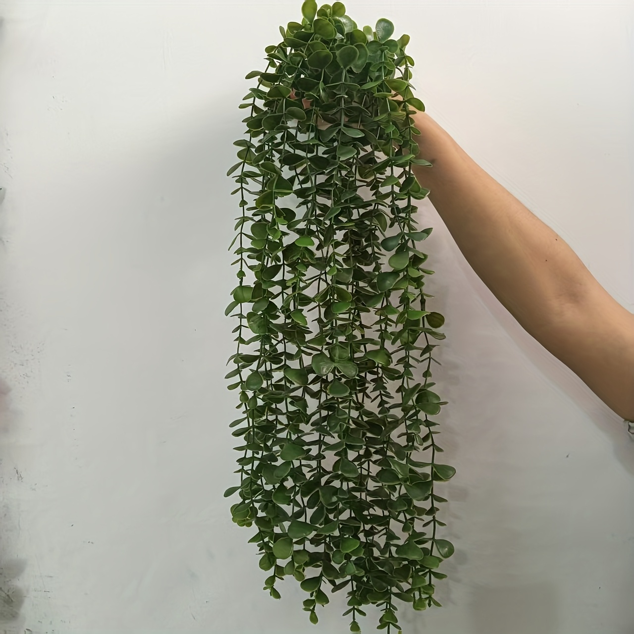 brasil philodendron plant Buy Philodendron Heart Leaf Bicolor Plant online at best price main image 0