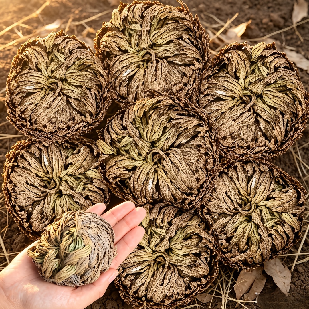 Image of 6-pack Large Premium Dried Flowers Rose Of Jericho Selaginella Grass Pampas Decor Dried Fern Scale Leaf Plant Symbol Of And Ideal For Wedding Decoration And Spiritual