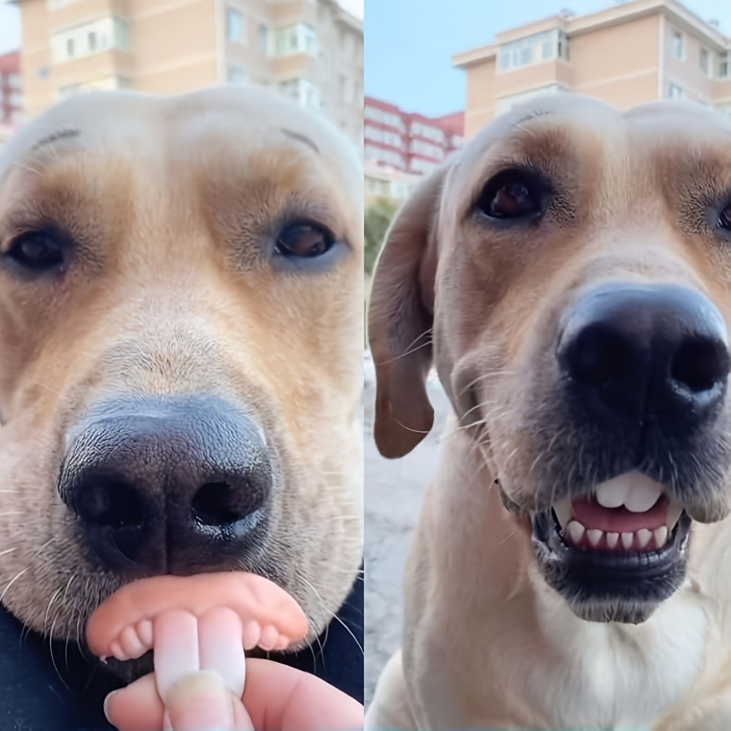 3pcs hilarious dog denture toys durable tear resistant   teeth for   for halloween photoshoots Product details 2