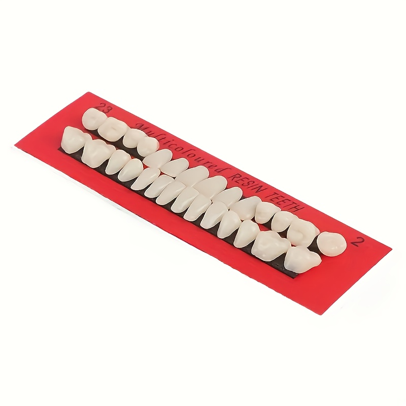28pcs Teeth, Suitable For Practice - Realistic Denture Models Are Perfect For Oral Care Education And Demonstration, Practice Tools | Natural Teeth