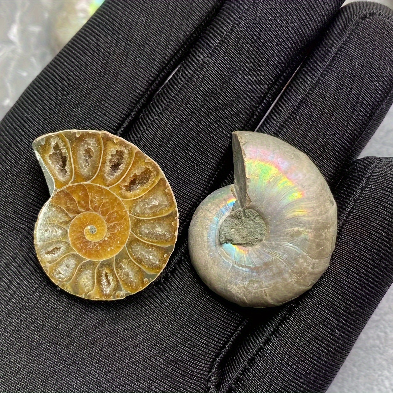 

2pcs Natural Ammonite Nautilus Fossils, Fossil Specimen Collection, Nautilus Fossil Fisplay, Home Decor, Assorted Varieties