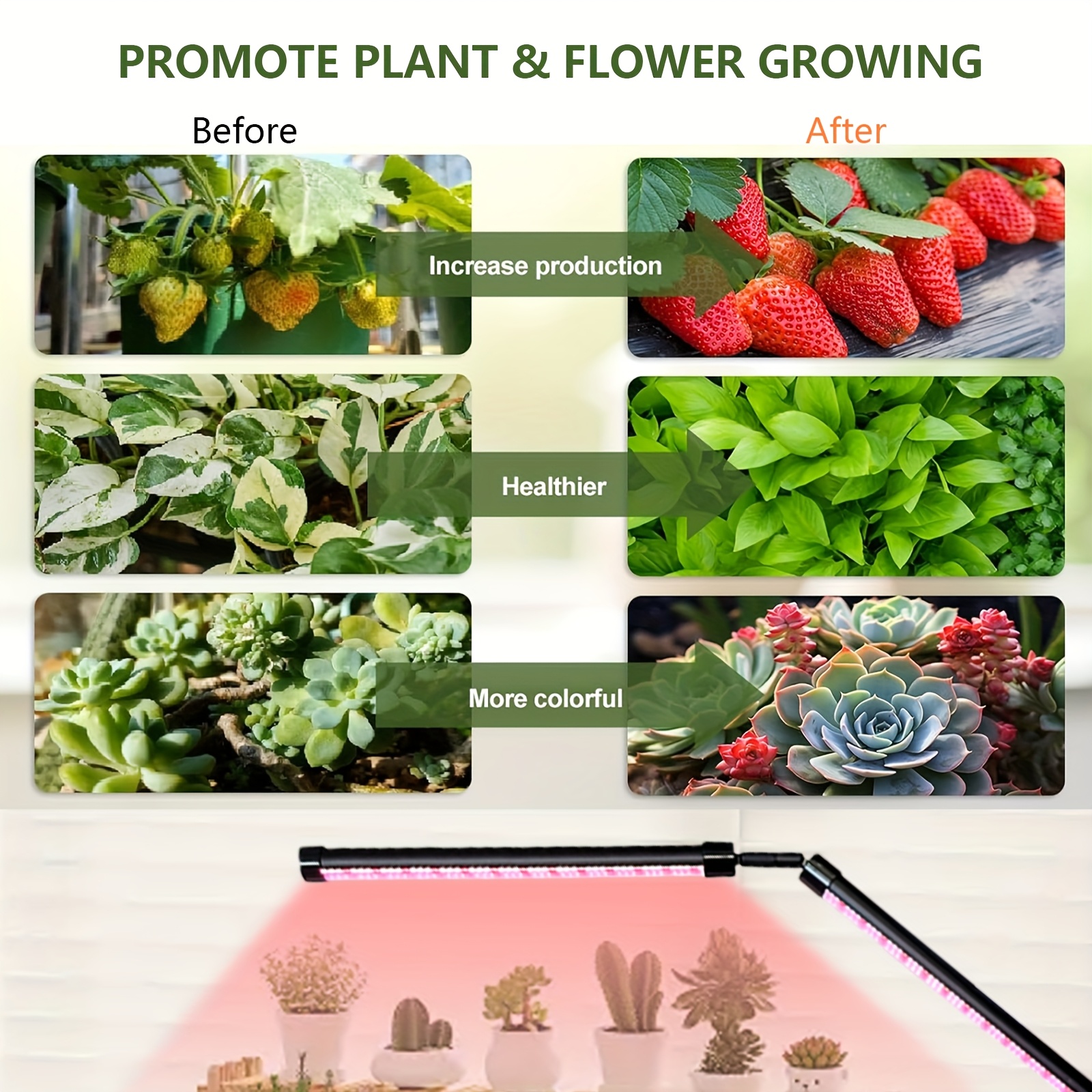 spanisches gänseblümchen saatgut Spanisches Gänseblümchen kaufen – Mein schöner Garten Shop main image 1