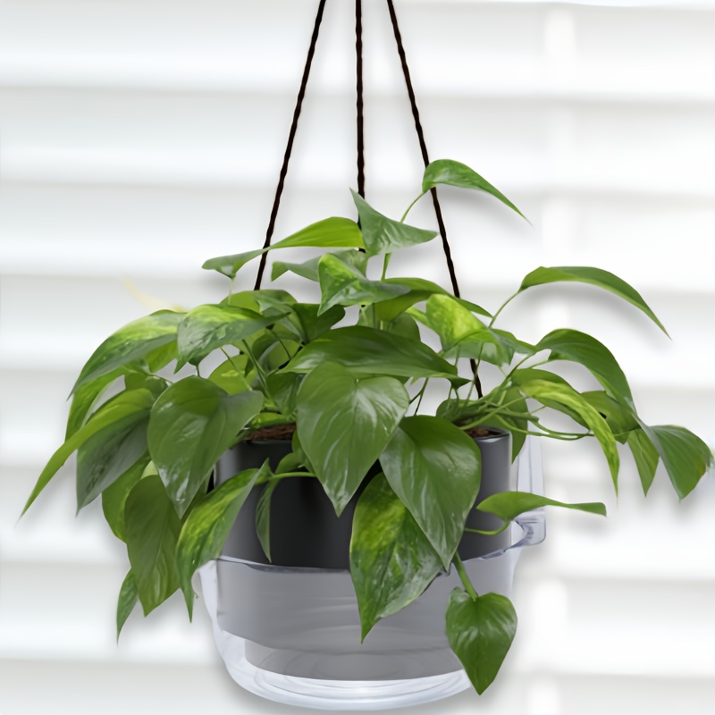 plant mona lavender Plectranthus 'Mona Lavender' #1