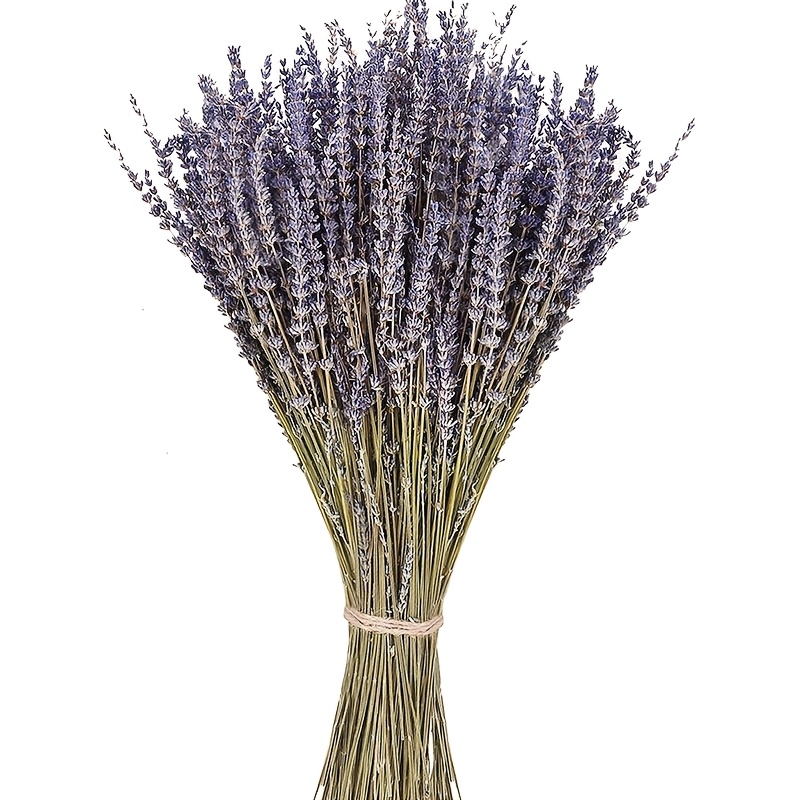 Image of Bundle Of 115 Dried Purple Lavender Flowers | Preserved Lavender Bouquet Measuring 38.1-43.18cm For Shower Weddings, Home Vase Decoration, Crafts, Aromatherapy, Fragrance, And Live Plants