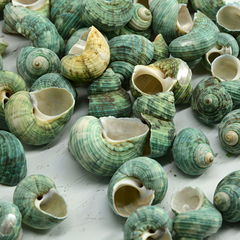 /300g/500g Shell Snails Aquarium Decorations Bohemian Retro Country Beach Christmas Decorations Coastal Decorations Holiday Necklace Bag Packaging Accessories Birthday Gifts