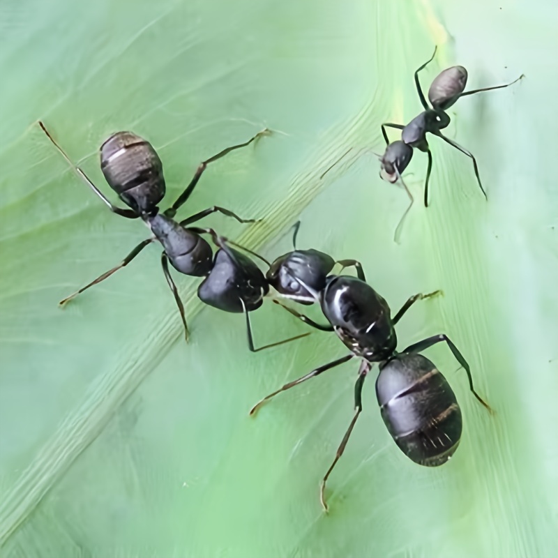 

Realistic Insect Ant Magnetic Fridge Magnets - Pranks And Decorations