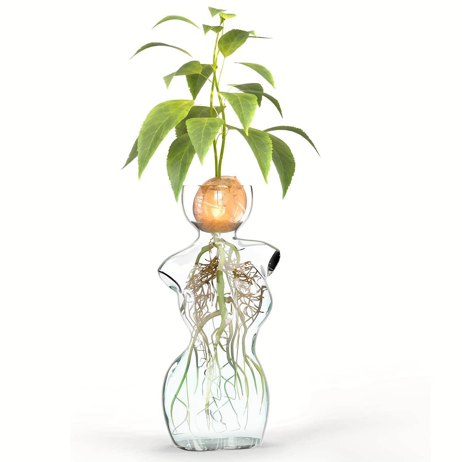 

1pc Elegant Glass Vase For Plant Propagation And Flower Arrangements - Seed Starting, Water Rooting, And Home Decor - Ideal For Avocado, Bulbs, And Plant