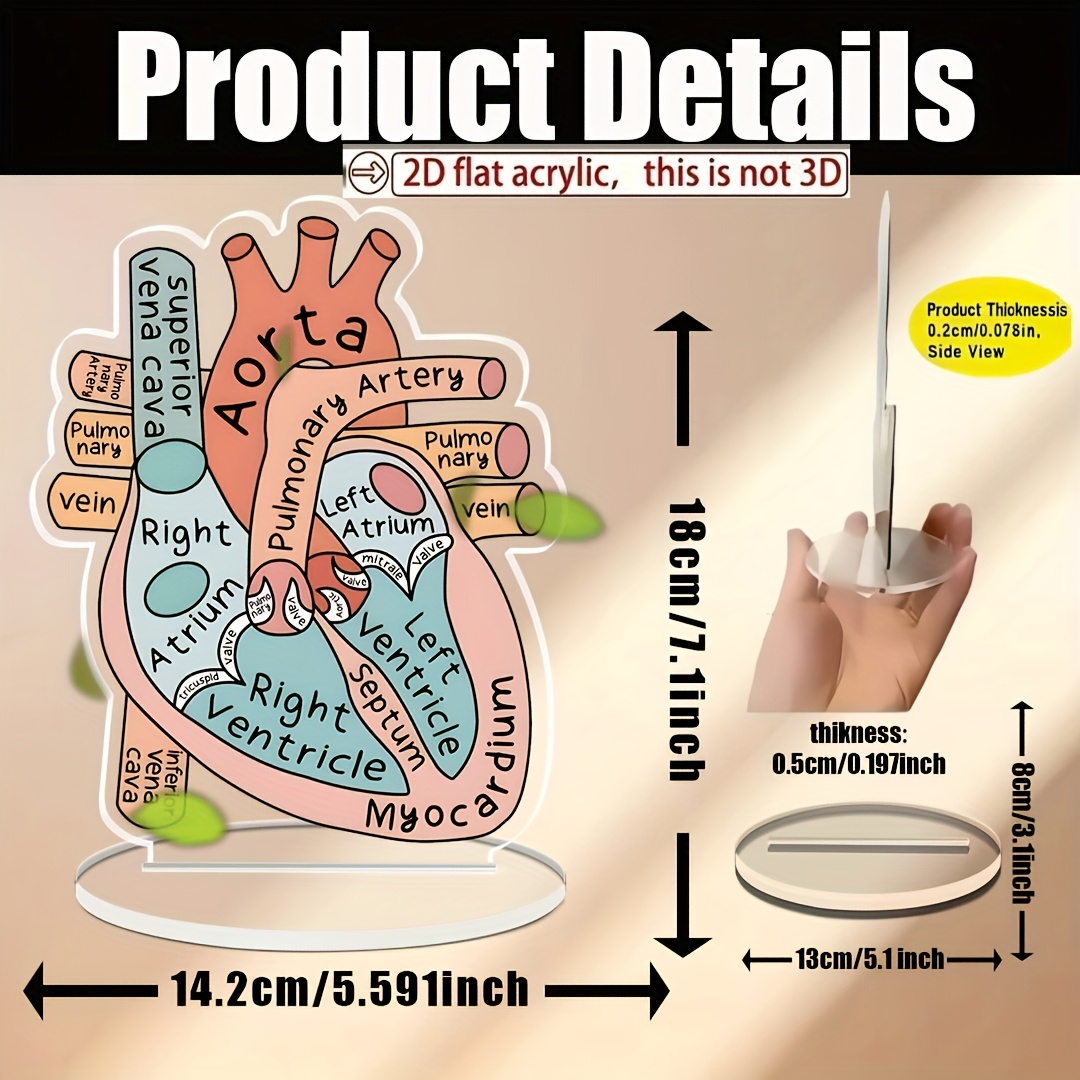 TEMU 2d Flat Acrylic 1pc 5.59 X 7.1 Human Heart Anatomy Chart Board - Lateral Positioning, Home Office, Classroom, Clinic, Hospital, Doctor Room -