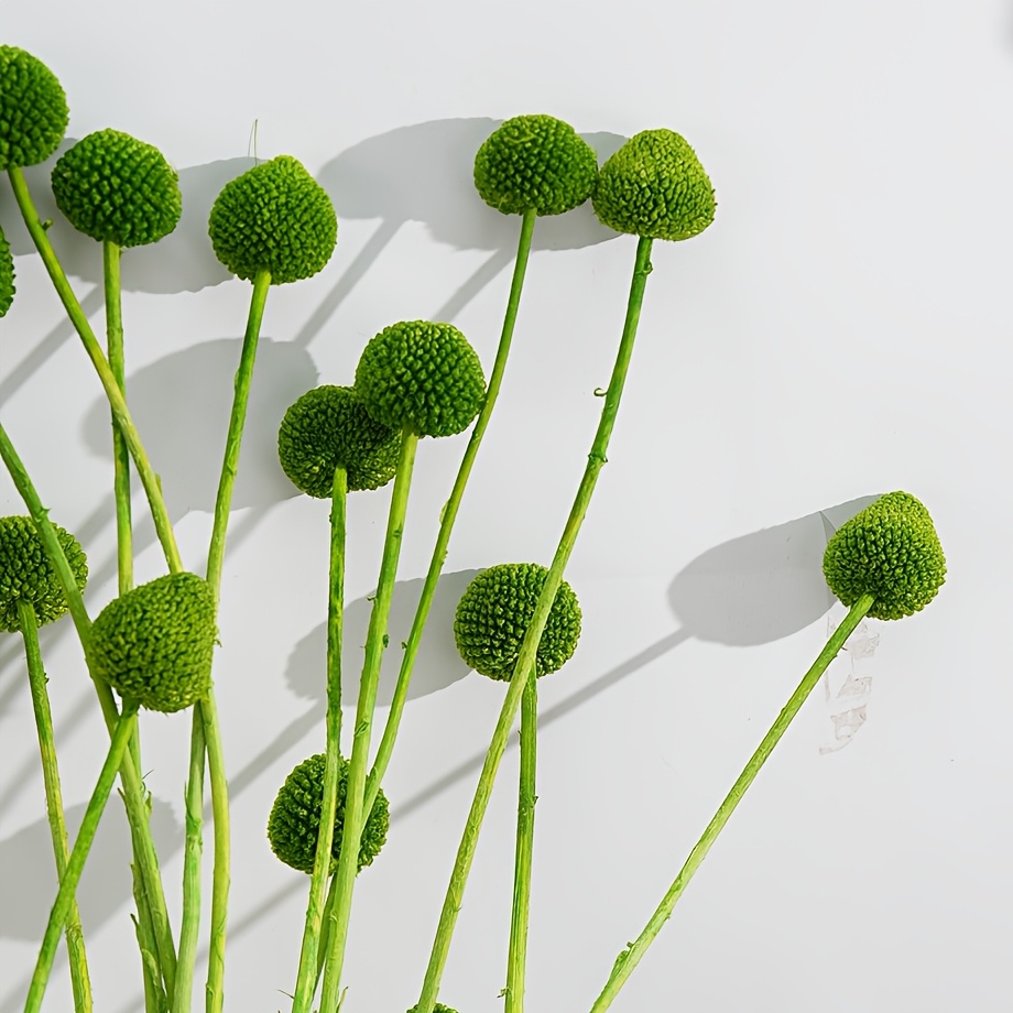 TEMU 10/20pcs Stem Artificial Simulation Craspedia Flowers, Green Pompoms, Bouquet Flower Heads, Large Diameter . 1-1/2 Inches, For Home Decor, Photo