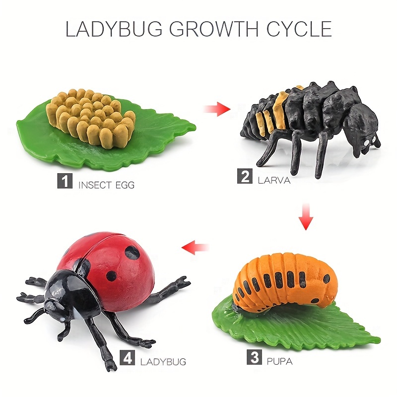 Realistic Insect Model Toy Set, Bee, , Growth Life Cycle Model Toys, Multi-styles , 4pcs Set Per Style