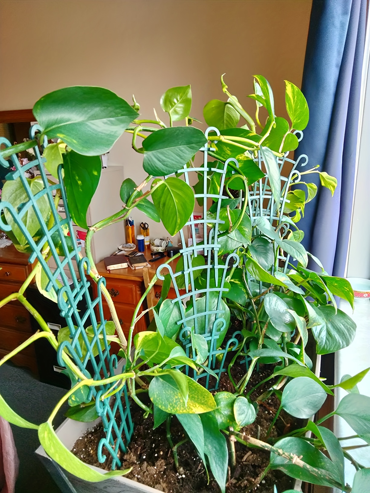bird of paradise plant for sale Bird of Paradise