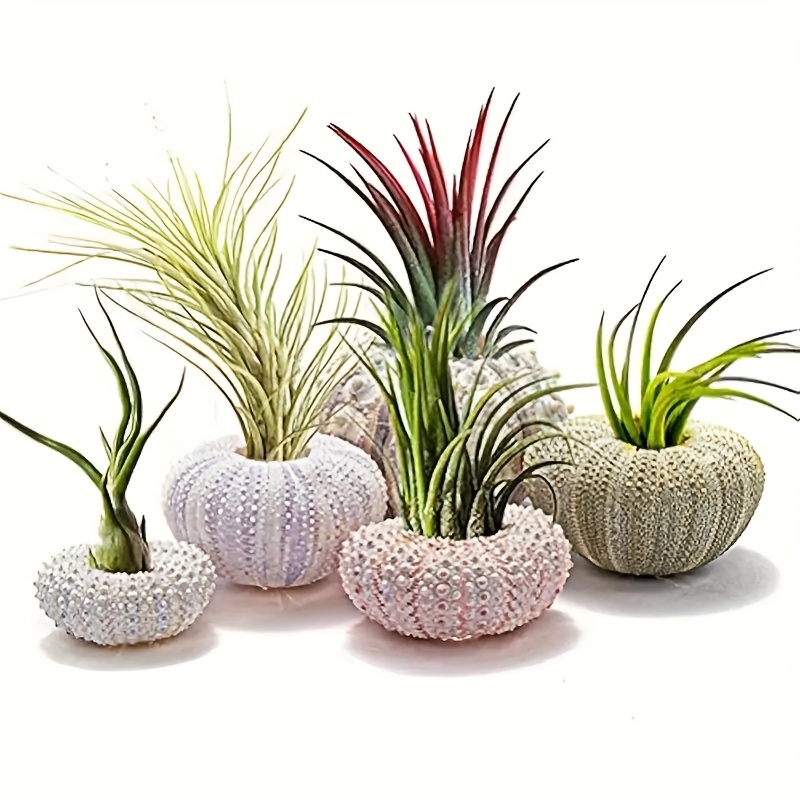 TEMU 5pcs Mini Sea Shell Air Pineapple Rack Decorative Hanging Air Pineapple Pot Cute Orchid Succulent Display Container