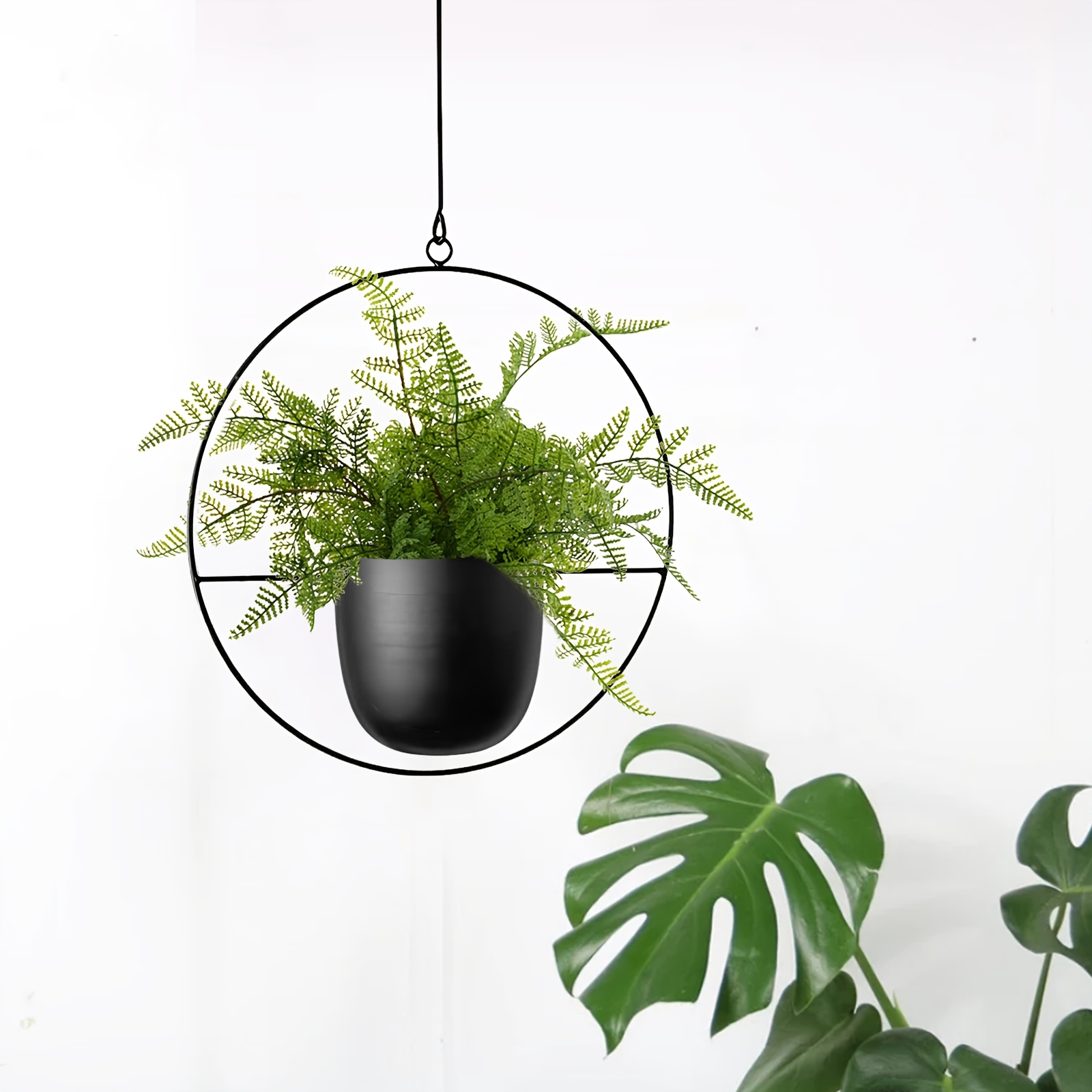air layering ponytail palm Ponytail Palm (Tabletop)  Interior Foliage Design
