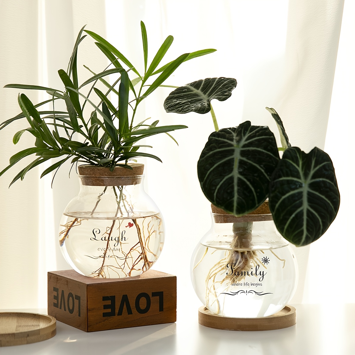 buy money plant Buy Chinese Money Plant - Pilea peperomioides main image 1
