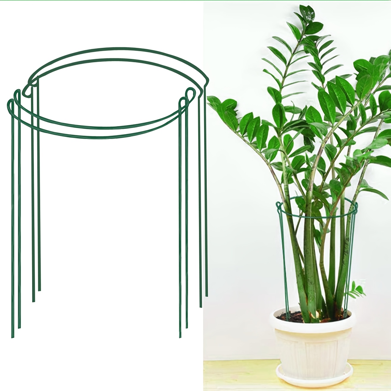 monstera siltepecana kaufen 6