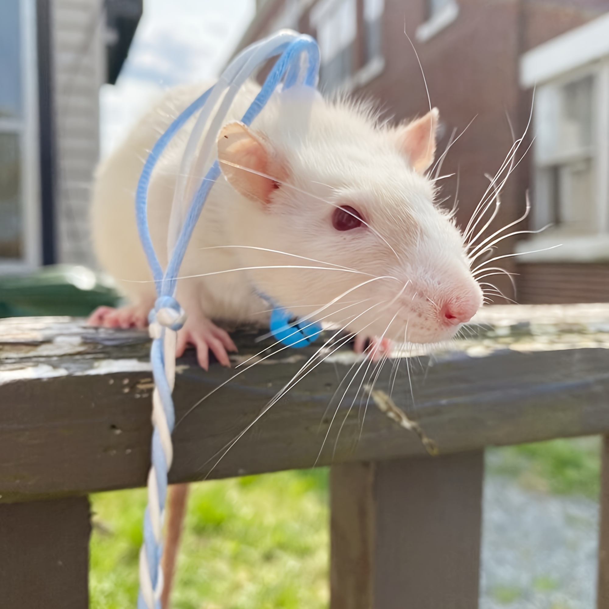 Verstellbares Geschirr & Leine Für Kleintiere - 3er Set Für Hamster, Kaninchen & Mehr