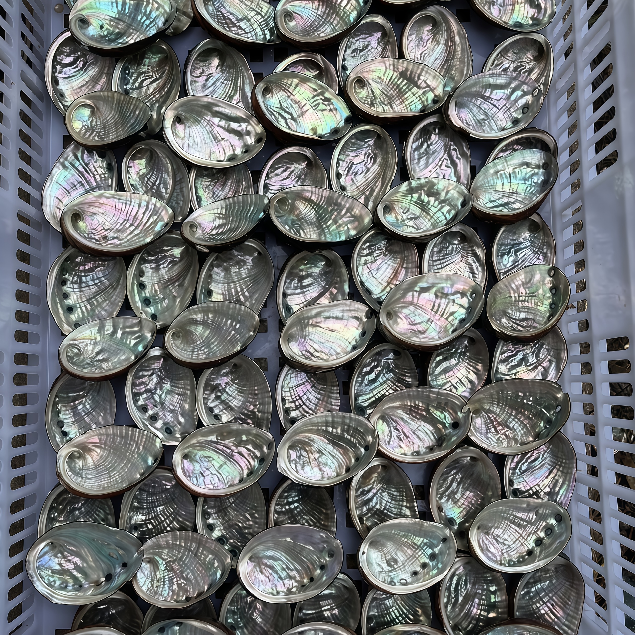 Natural Iridescent Abalone Shell for DIY Jewelry Making and Crafts