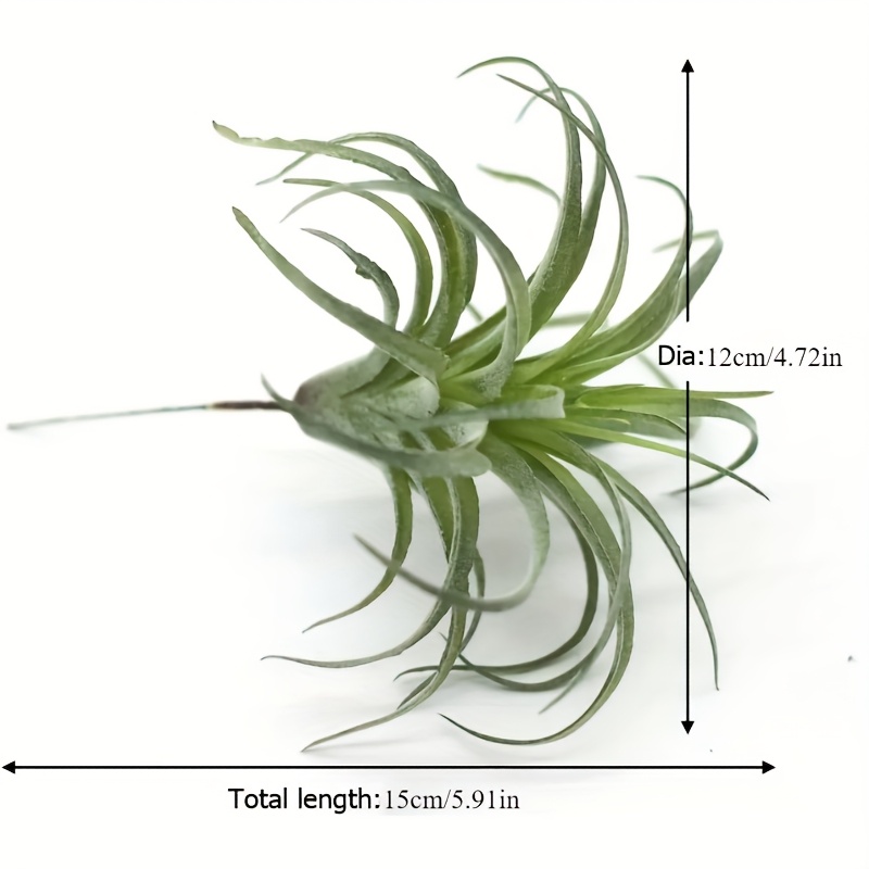 fargesia nitida kaufen Fargesia nitida (syn.: Sinarundinaria nitida) - Herrenkamper Gärten main image 0