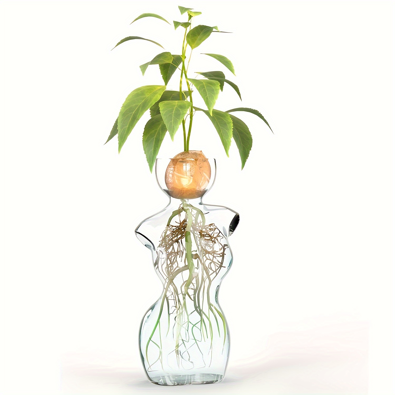 

Elegant Glass Vase For Plant Propagation And Floral Arrangements - Universal Holiday Centerpiece, Ideal For Avocado, Bulbs & , Home Decor, No Electricity Needed