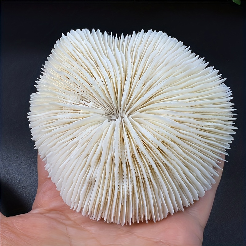 

1pc Natural Mushroom Home Decor Room Decoration, Gift, Random Shipping