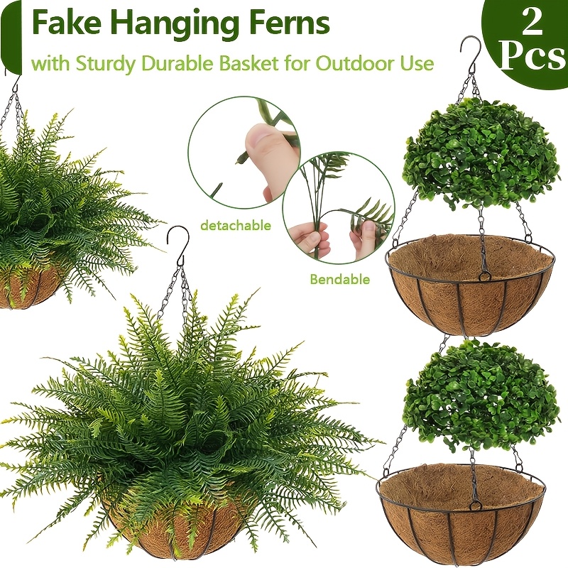 palm like indoor plants Lady Palm