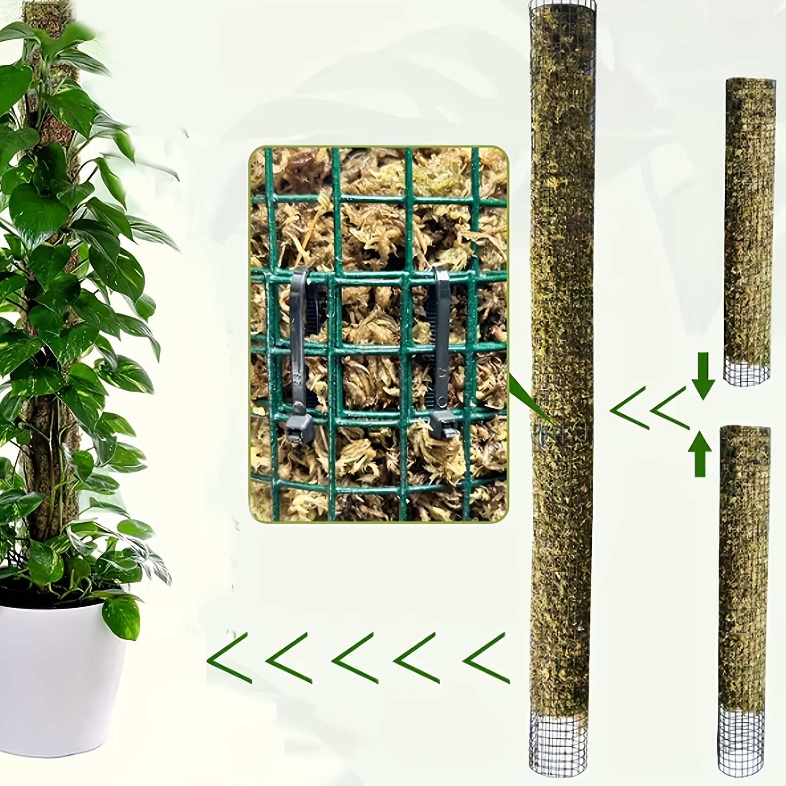 monstera thai constellation steckling Monstera Thai Constellation Crème Brûlée Steckling – whiteleafplants main image 0