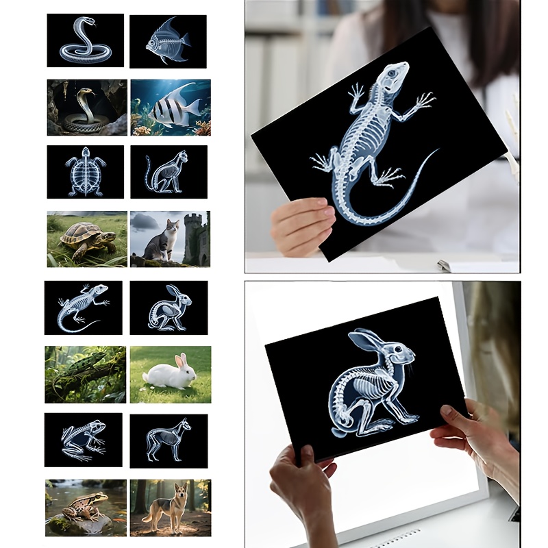 16 Animal Pet Skeleton Films, Animal Skeletons, Science Kit, Suitable For Light Box, Tabletop Light And Shadow Materials