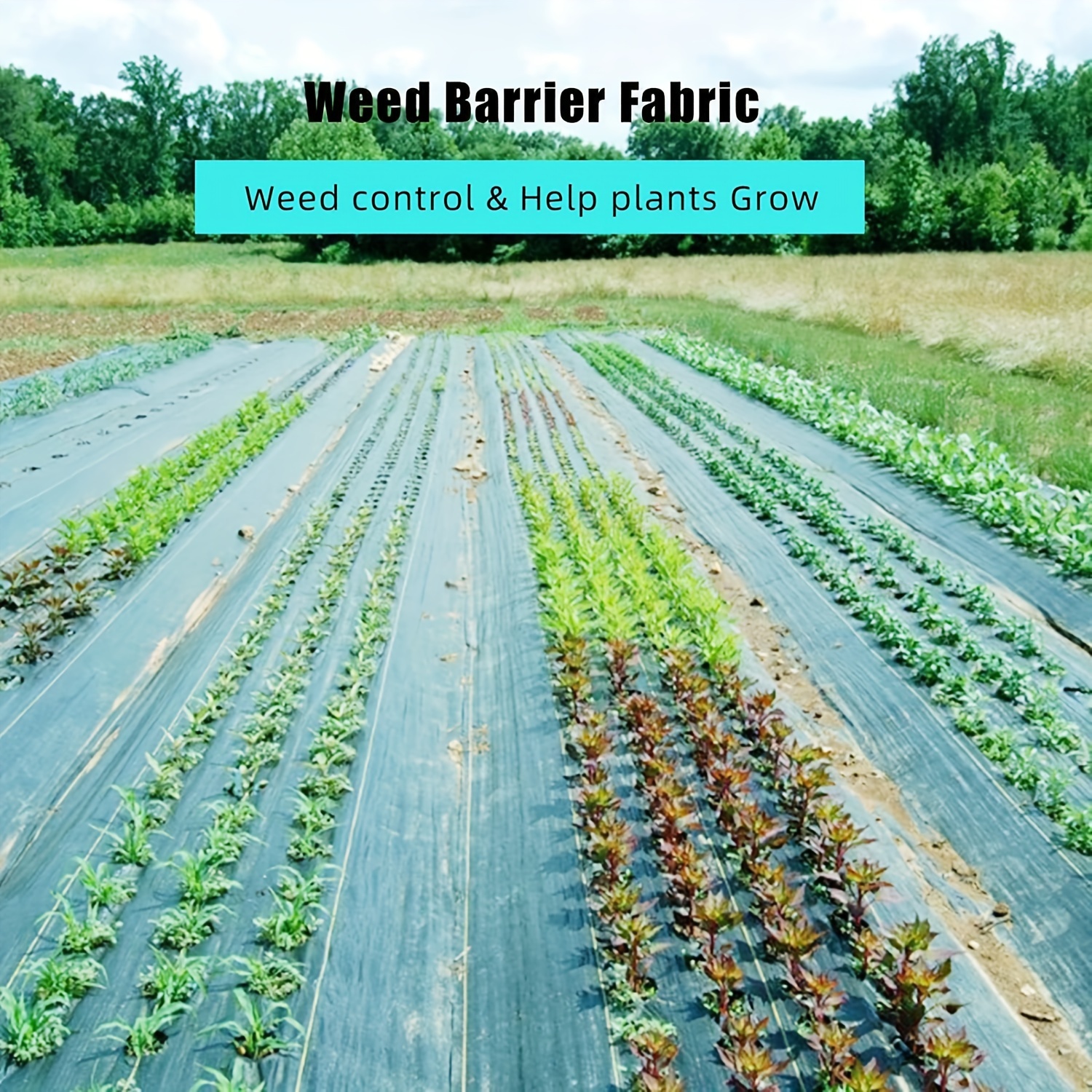 Landscape Fabric Effectiveness