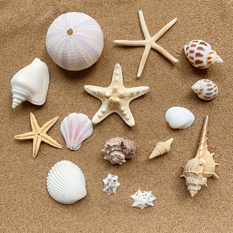 Image of 15pcs Seashells And Starfish, Suitable For Aquariums - Mixed Shell Decorations, Used For Fish Tanks, Reptile , And Glass Containers, Suitable For Vase Decoration Fillers, Decorations