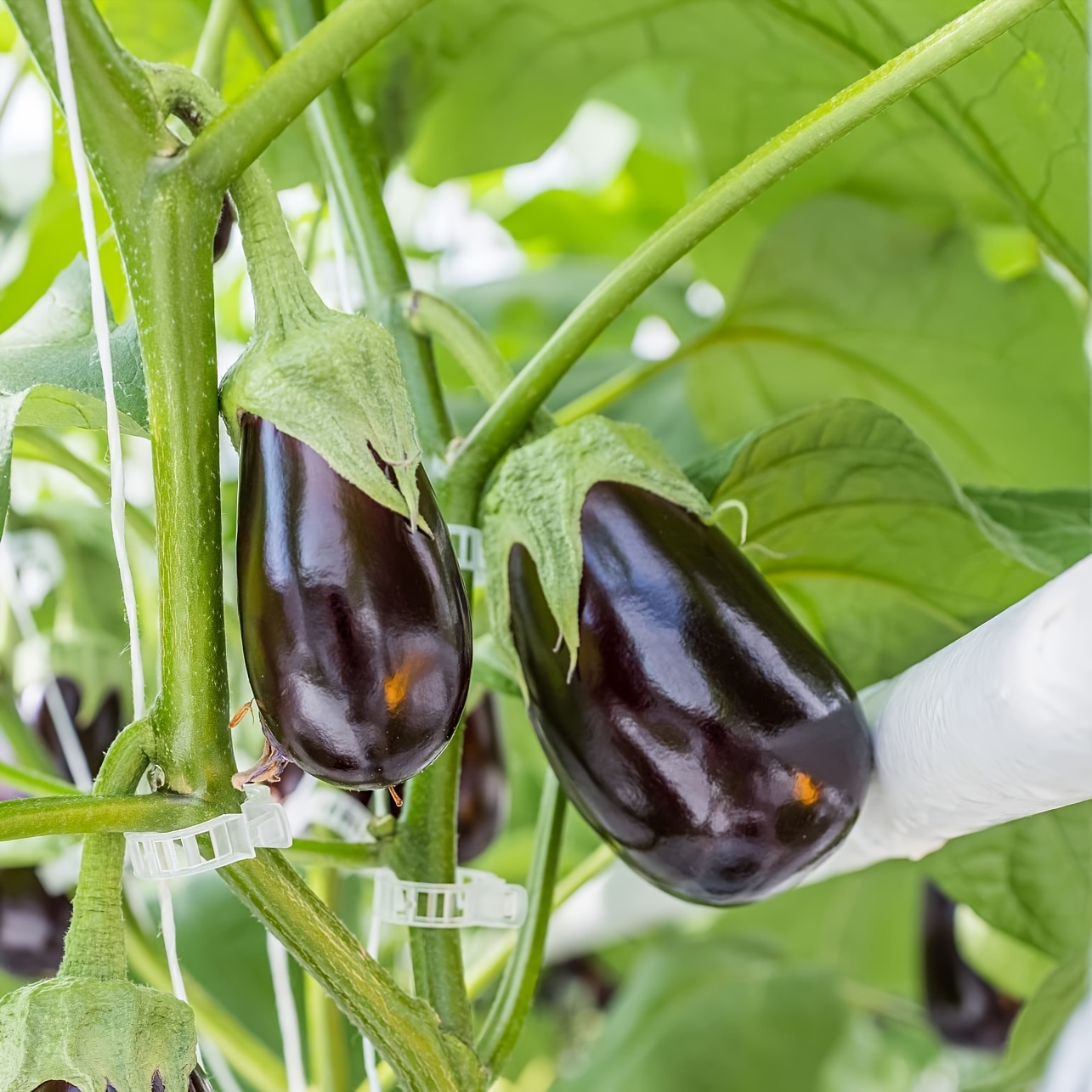 30/150pcs Tomato Clips, Plastic Trellis Clips, Plant Support Clips, Grape Vine Tomato Vine Vegetables Plants Garden Support Clips to Grow Upright Makes Plants Healthier