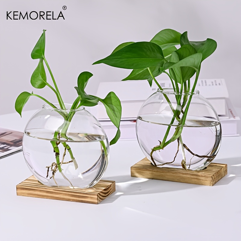 the sill money tree Money Tree Plant | Tropical Indoor Plants & Houseplants for Delivery