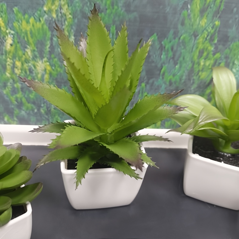 buy zz plant bunnings ZZ Plant: Zamioculcas zamiifolia - 14 inch pot