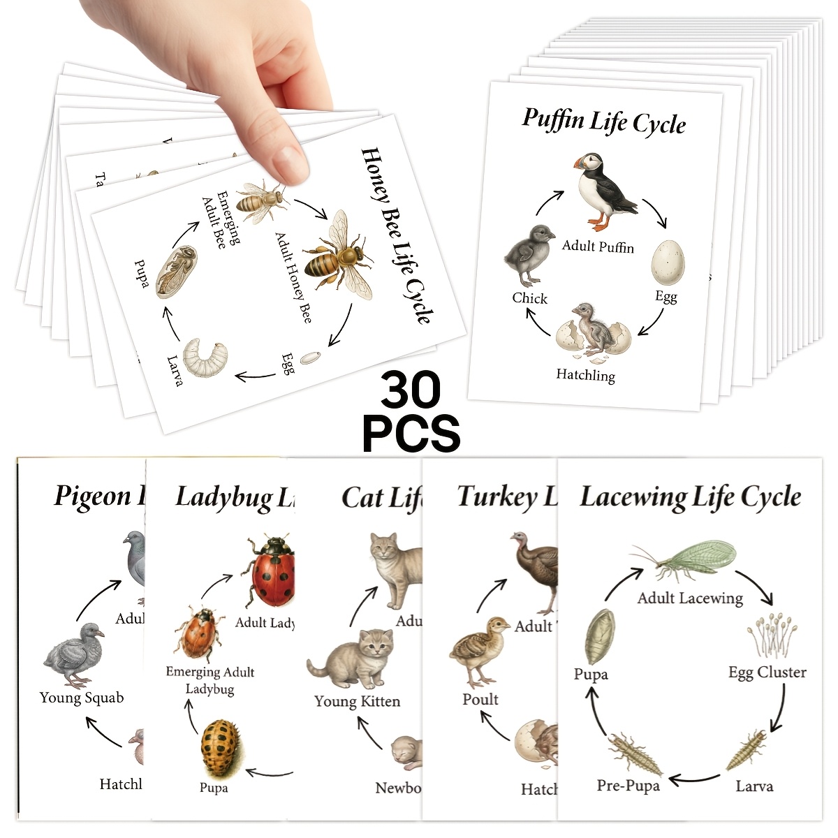 TEMU 30pcs Vintage Cycle Illustration Cards For Adults, 2.5 X 3.5 Inches Reference Cards For Journaling & Scrapbooking, Naturalist Set, Craft &