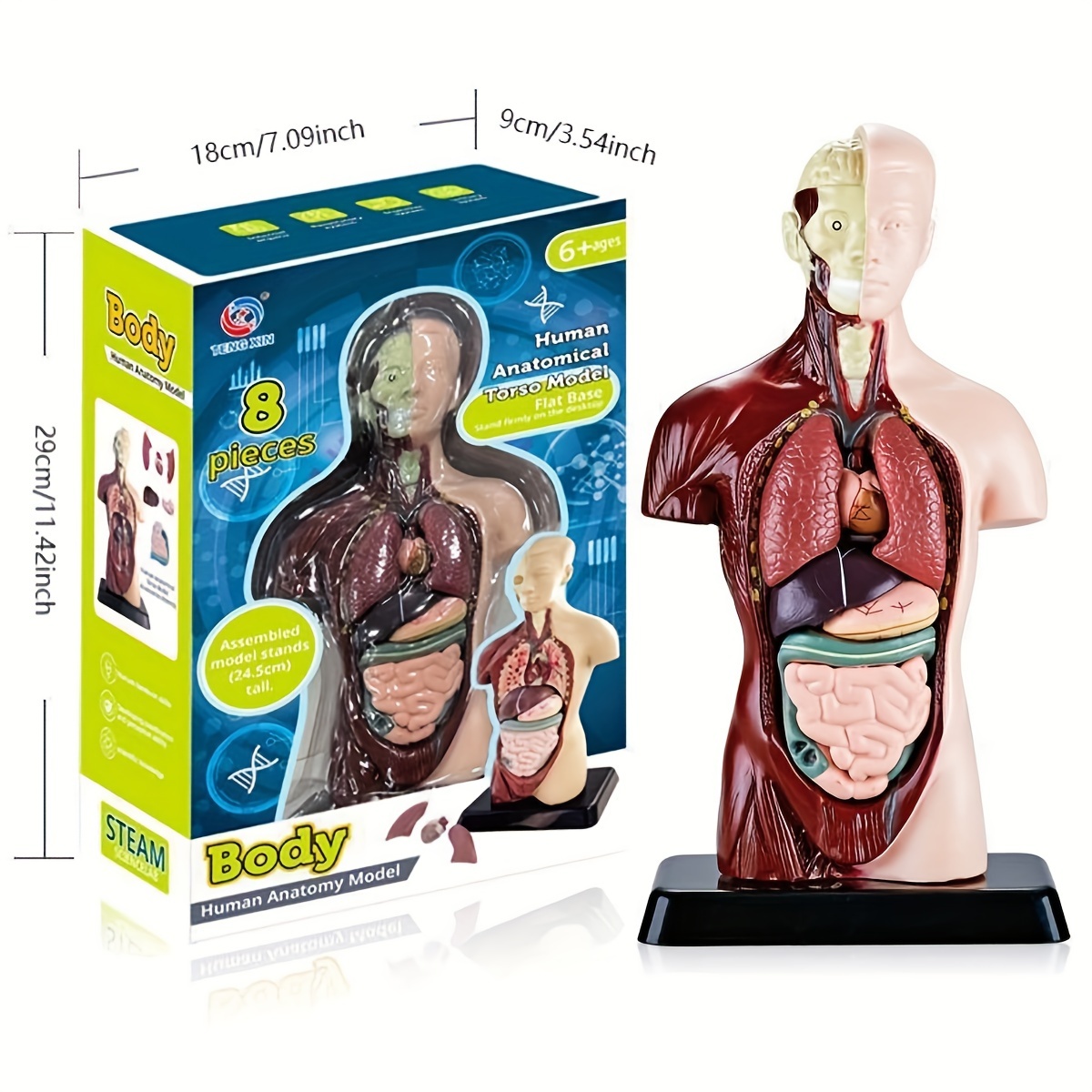 Kit De Modelo De Cuerpo Humano Torso Desmontable De 26 Cm Modelo De  Esqueleto De 45 Cm Modelo De Torso Anatómico Kit Anatómico De Corazón para