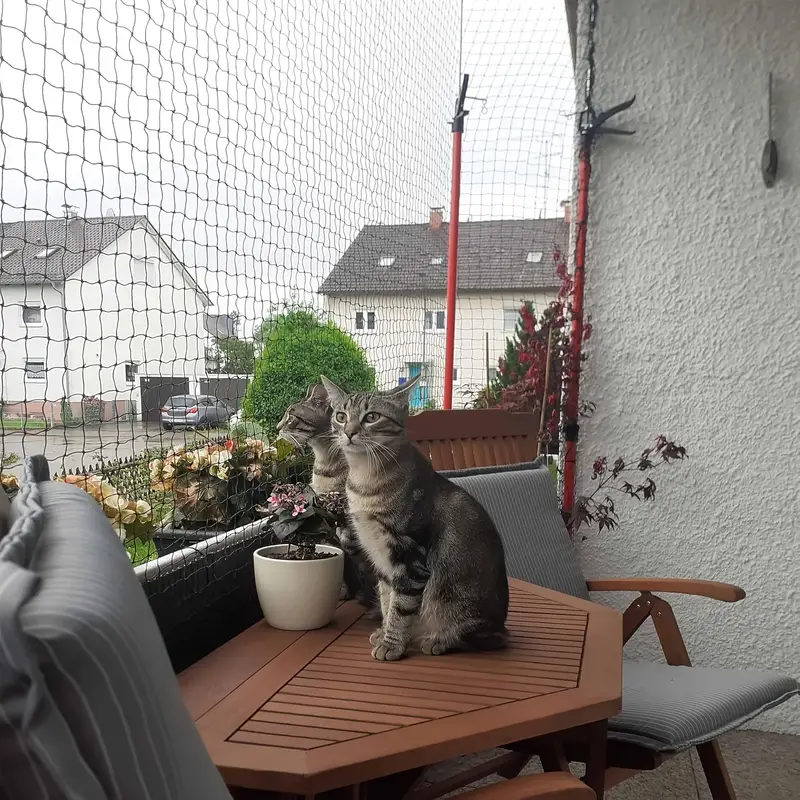 katzen balkonnetz balkonzubehör haustiere anti sturz netz