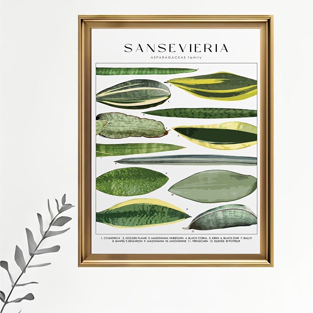 

Room Decor Sansevieria Leaf Identification Chart, Canvas Poster, Botanical Print, Educational Home Decor, With , For Living Room, Bedroom, Ideal For Christmas & Holiday Gifts