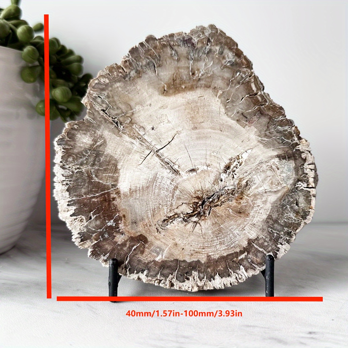 Petrified wood gifts new arrivals