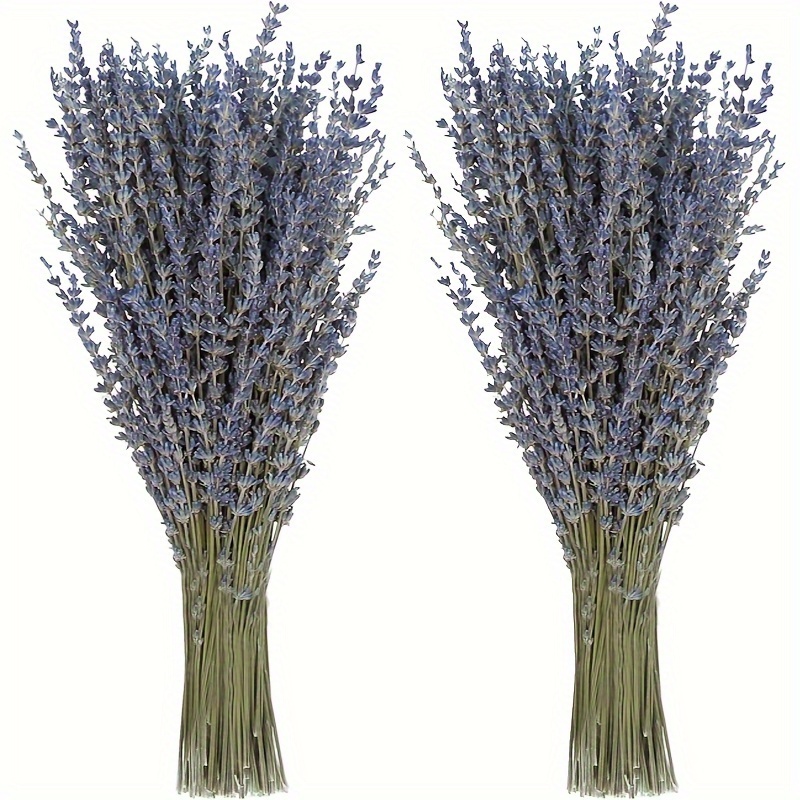 

2 Bundle Dried Lavender Flowers Bouquets: Natural, Pest-free, Suitable For Wedding, Home Decoration, Photo Props, And Aromatherapy