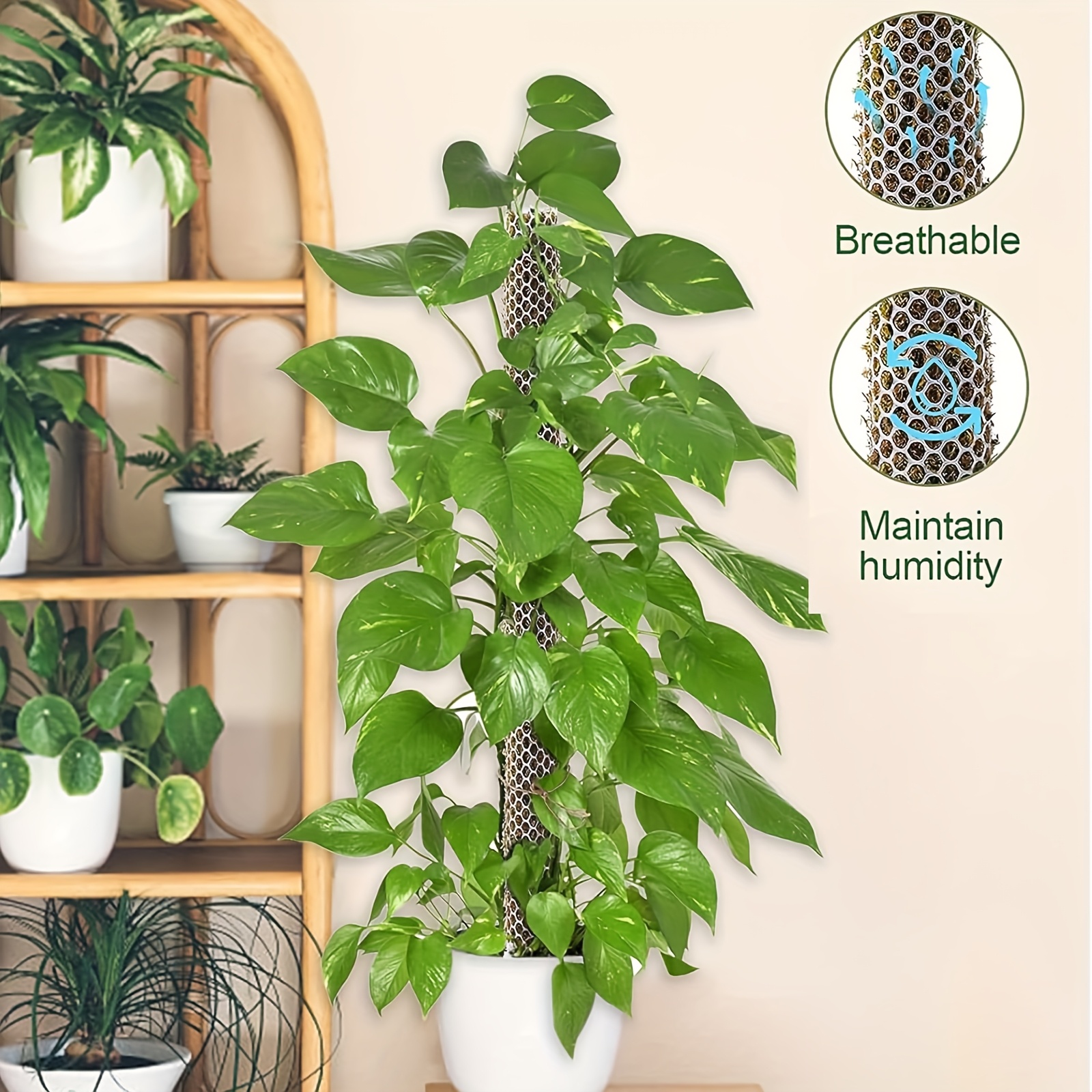 congo green philodendron Philodendron 'Congo Green'  Robust Modern Self-Heading Hybrid