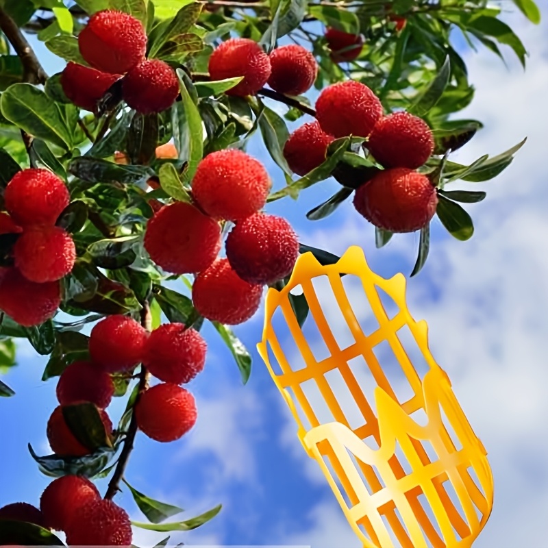 

Ensemble d'outils de de fruits en haute , outil de récolte de fruits en métal et plastique pour le jardinage dans les , outil de récolte de fruits extensible pour les nèfles, , les et plus encore