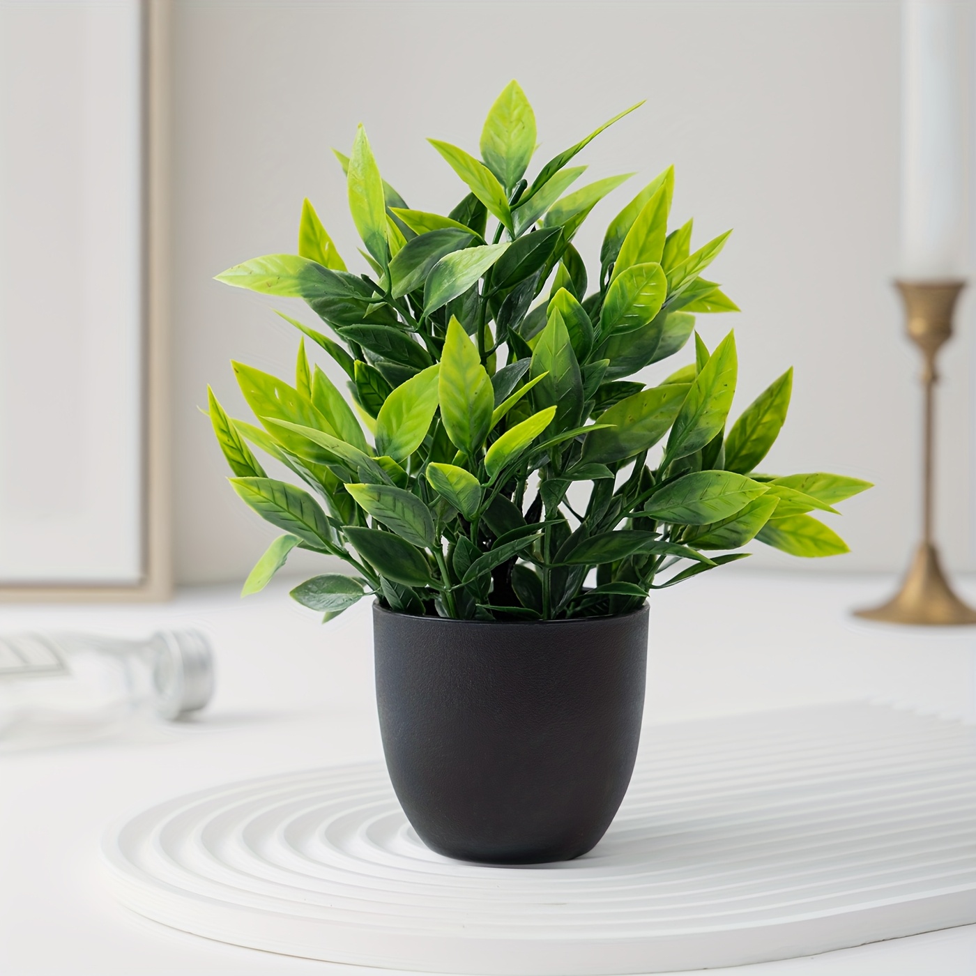 care of alocasia plant Alocasia California Plant  Jumbo Elephant Ear for Sale  Tropical Plants  of Florida